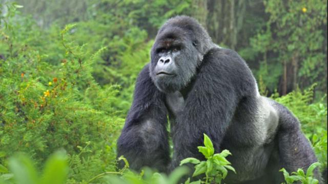 I gorilla del Virunga National Park hanno una triste storia, gli sterminarono la famiglia