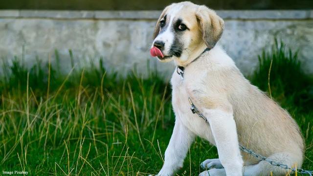 Dogs evolved those 'puppy dog eyes' to better communicate with us 