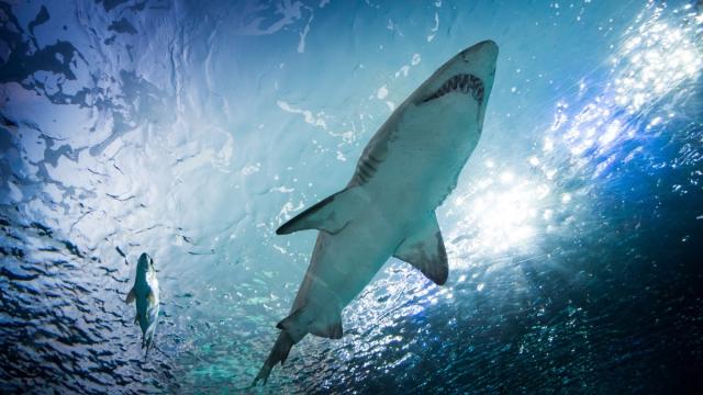 Bahamas: Attaccata in mare, muore 21 enne sbranata dagli squali