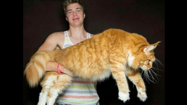 Os gatos gigantes mais raros e caros do mundo