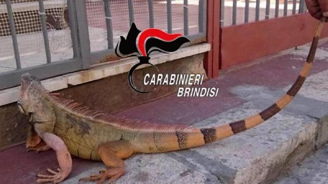 Brindisi: un'iguana a spasso per le strade