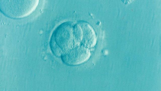 Implantan dos embriones equivocados en una mujer que ha dado a luz a dos gemelos en NY