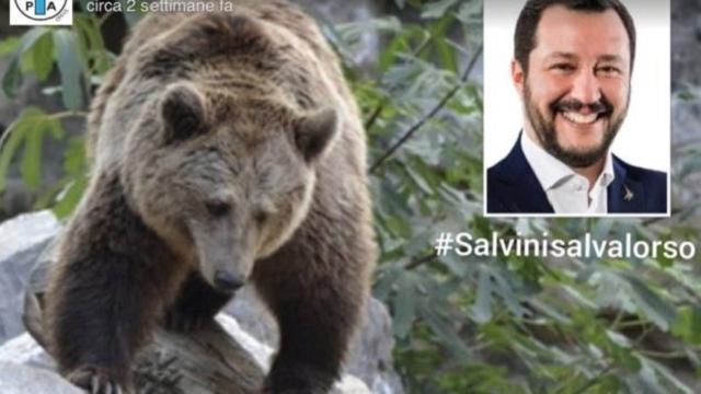 Trentino: ordine di abbattere l'orso 'M49' se si avvicina alle abitazioni