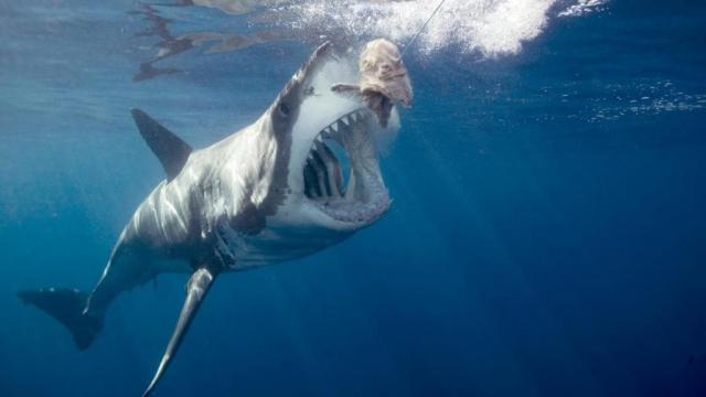 Un requin blanc de six mètres a été apperçu au large d'Hawaii