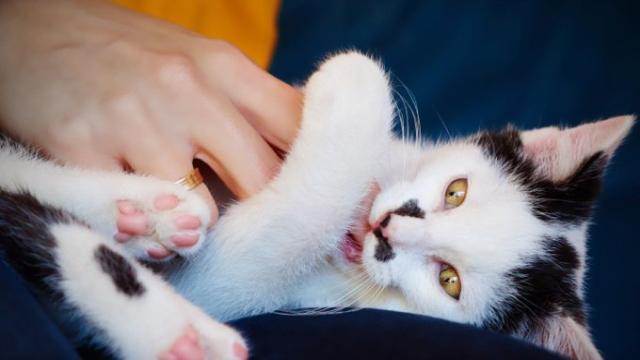 Quelques idées reçues en rapport avec les chats