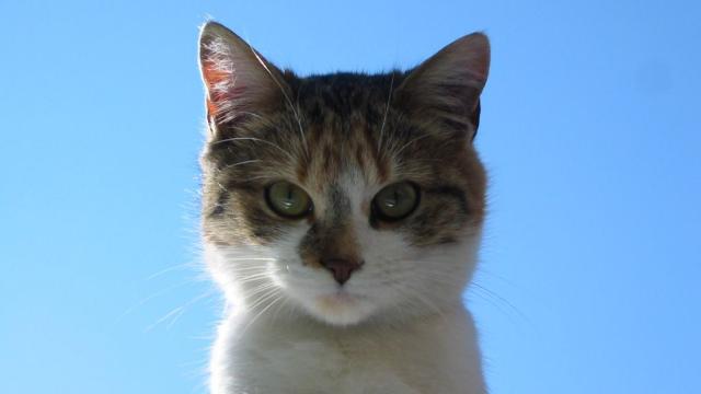 Selon Une Etude Japonaise Les Chats Reconnaissent Leur Nom Mais Choisissent De L Ignorer