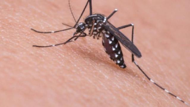 Usa, Encefalite Equina dell'Est: allarme zanzare in Florida e Massachusetts