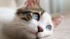 Beneficios de tener un gato para la salud