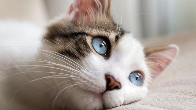 Beneficios de tener un gato para la salud