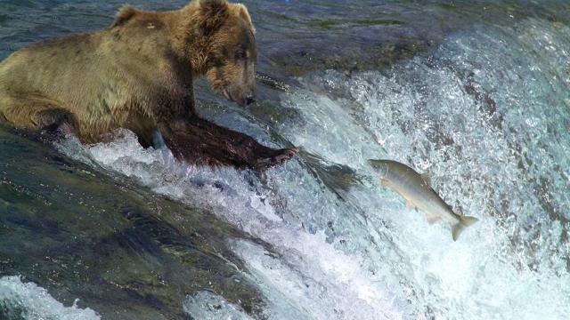 Alaska: Salmon die-off attributed to high water temperatures