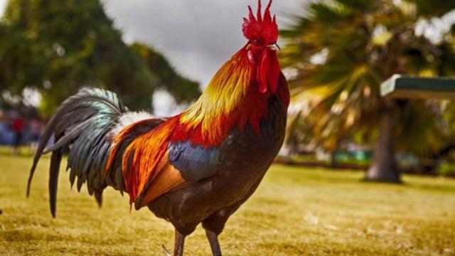 Australia, donna uccisa da un gallo