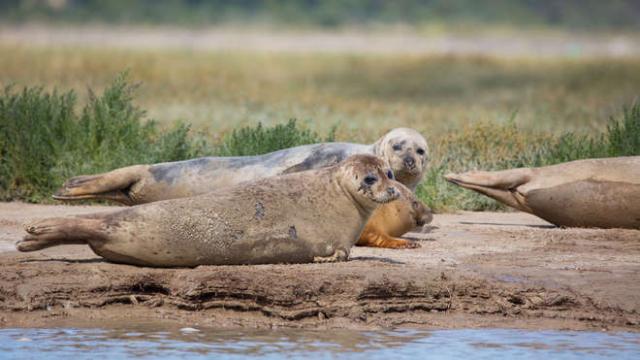 More harbour seals being born in the River Thames