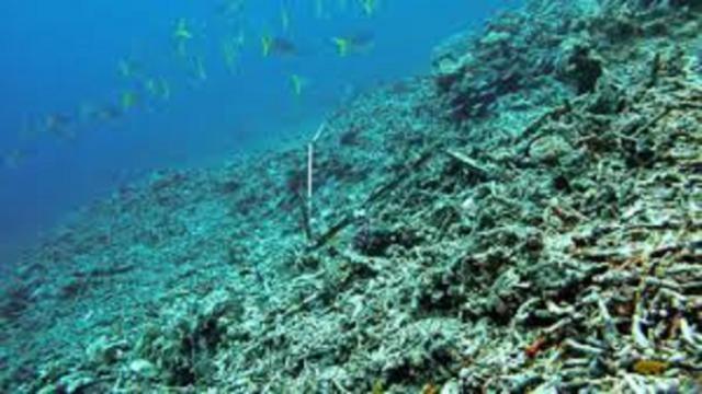 La grande barrière de corail en danger