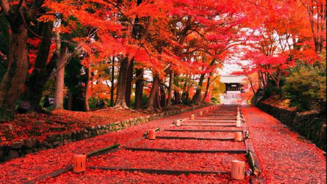 Giappone: l'autunno è la fase migliore dell'anno per ammirare il Momijigari