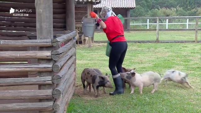 Andréa Nóbrega passa apuros ao cuidar de porcos em A Fazenda 