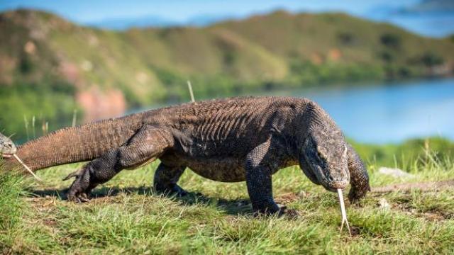 Os animais mais perigosos do mundo