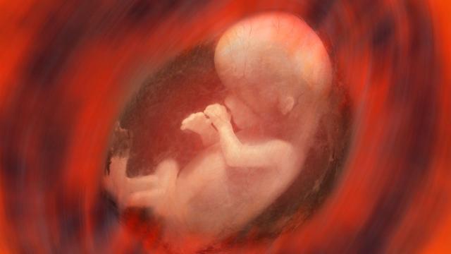 Torino, un feto gettato tra i cespugli: è infanticidio 