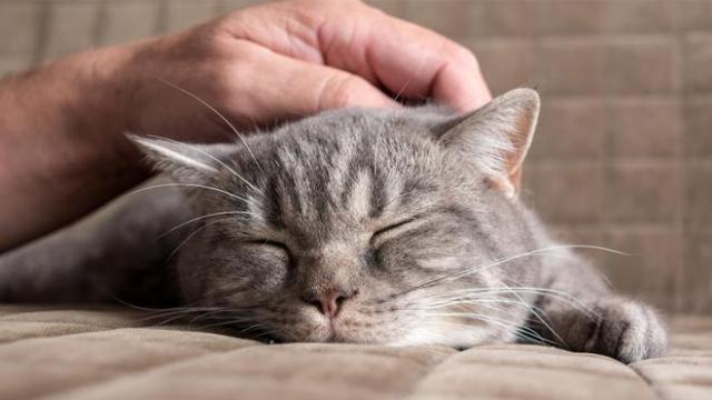 Les raisons pour lesquelles un chat lèche son maître