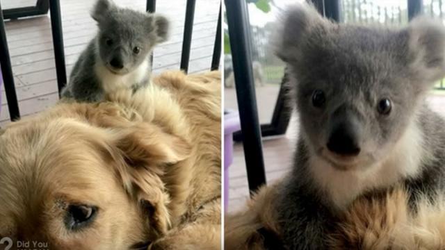 Una perrita salva a un koala en Australia