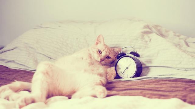 Si le chat vous réveille à la même heure, c'est en partie Si le chat vous réveille à la même heure, c'est en partie