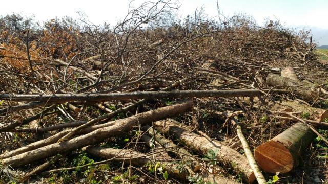 Polícia Ambiental descobre desmatamento no Paraná