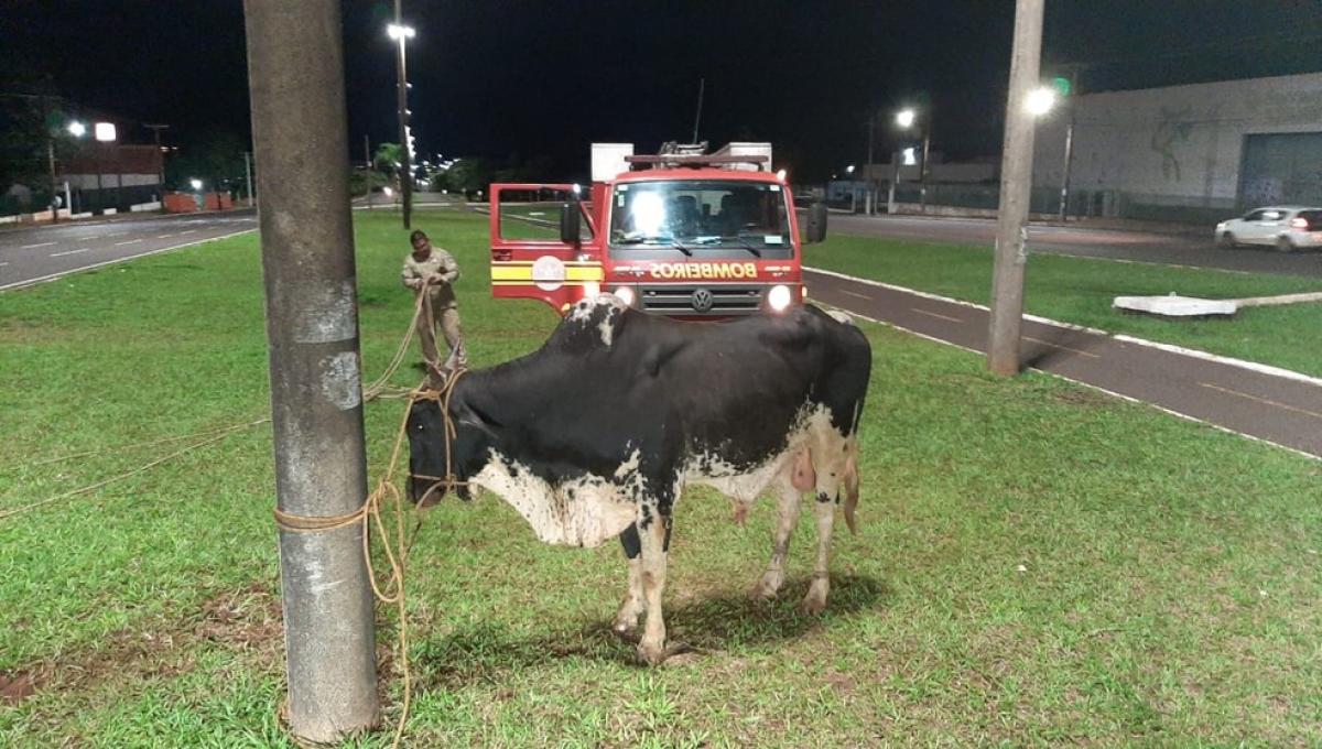 Do touro Budu à onça, os bichos que provocaram comoção em 2020 - Meio  Ambiente - Campo Grande News