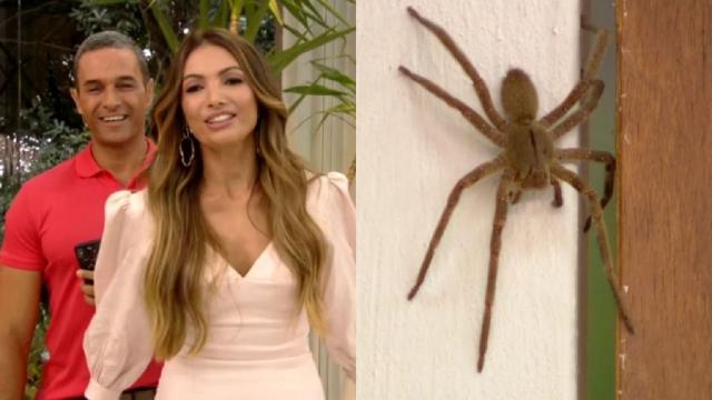 Aranha aparece no estúdio do Mais Você e a web se assusta: “Tá dando pavor”