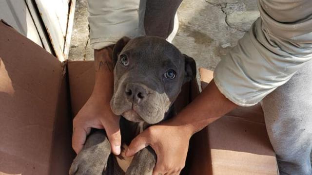 Un niño mexicano deja a su perro en un refugio con una conmovedora historia