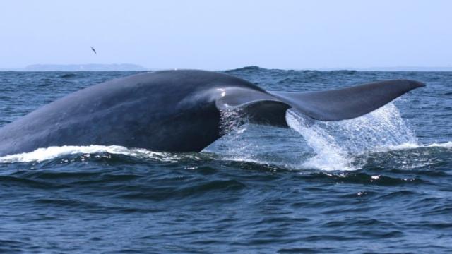 Registran el mayor número de las majestuosas ballenas azules de hace 50 años