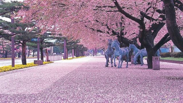 Japan cancels cherry blossom festivals over virus fears