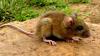 Hantavirus has instantly become a trend on social media