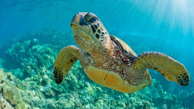 La falta de personas en las playas de la India hace que las tortugas las invadan