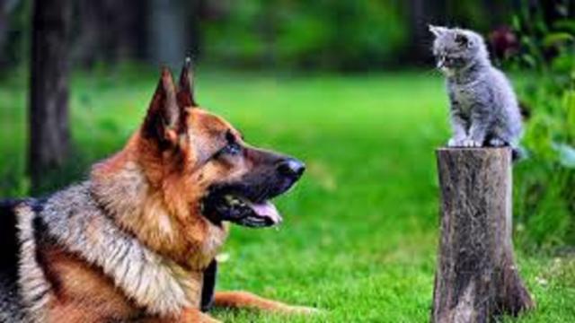 Chien et chat : comment les faire cohabiter 