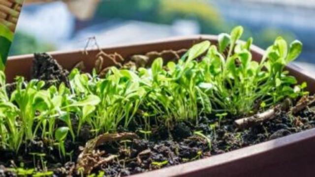 5 plantas para cultivar em uma horta em casa