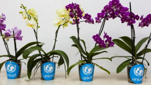 5 particolarità delle orchidee: nel linguaggio dei fiori rappresentano la sensualità