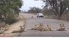 Animals in Kruger national park in South Africa enjoy their freedom from humans