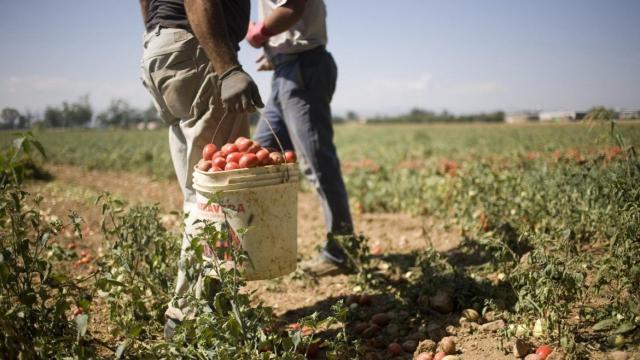 Caporalato, braccianti sfruttati a 4 euro l'ora: coppia in manette a Latina