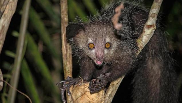 Seis animais praticamente desconhecidos pelo homem 