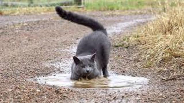 Le chat met sa patte dans l'eau pour tester la température mais pas seulement