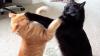 Jornalista 'viraliza' após seus gatos brigarem em transmissão ao vivo