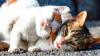 Des disparitions de chats inquiètent une association près de Belfort
