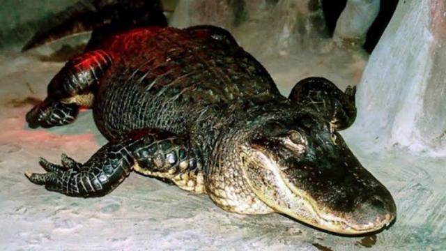 Saturn, a World War II alligator, dies at the age of 84 in Moscow Zoo