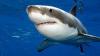 En Australie, un surfeur a été mutilé à mort par un grand requin blanc