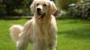 Le chien peut mourir s’il boit trop d’eau d’un coup