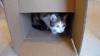 La chaleur, les griffes, les raisons pour lesquelles les chats aiment les boites en carton