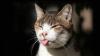 Chaleur, maladie... Les raisons pour lesquelles votre chat tire la langue