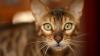 Votre chat peut avoir peur de vos amis