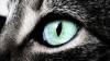 Des produits aux gestes, ce qu'il faut faire pour soigner les yeux de son chat