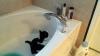 La salle de bain, entre espace frais et parc d'attractions pour votre chat