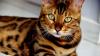 En hiver, les chats se cachent sous votre voiture, il faut faire attention en démarrant
